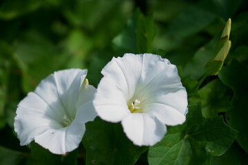 Wild flowers - Giant Bindweed or Large Bindweed; Calystegia silvatica