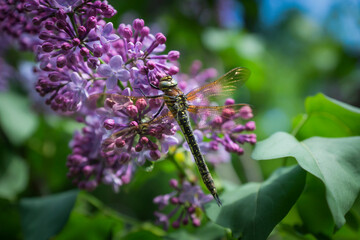 Close-up of a dragonfly resting on a lilac bush.