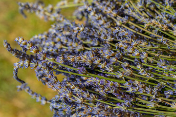 Closeup of flowers of lavender Lavandula angustifolia in summer, dried lavender bunches