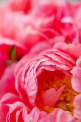 Bouquet of coral peonies in vase