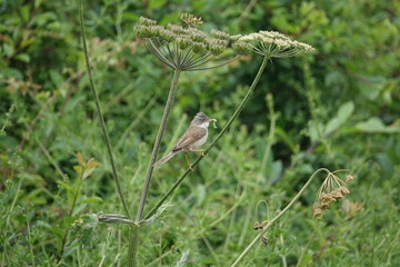 male common whitethroat (Sylvia communis) with insects to feed its young