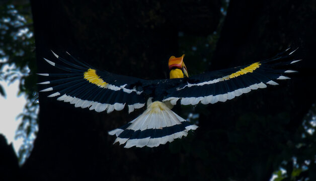 Great Indian Hornbill , state bird of Kerala on its amazing flight . He stretched his beautiful wing and the sound make the Nelliyampathy hills very special.