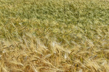 golden wheat field