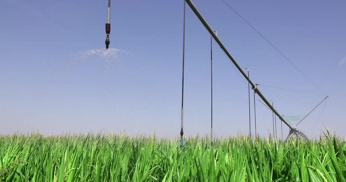 Irrigation system on agricultural corn field helps to grow plants in the dry season, slow motion. Landscape rural scene beautiful sunny day