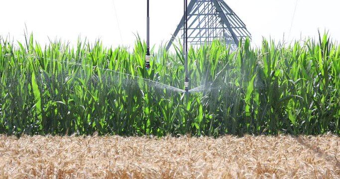 Irrigation system on agricultural corn field helps to grow plants in the dry season, slow motion. Landscape rural scene beautiful sunny day