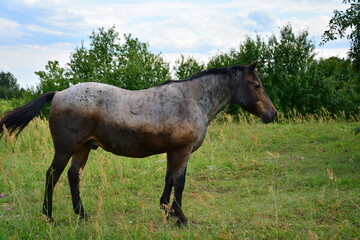 Fototapeta premium Village Horse at green landscape