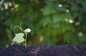 background with a shoot of grapes growing from the ground