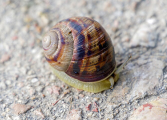 a large beautiful snail