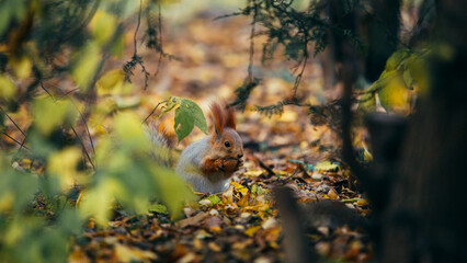 Squirrel in the autumn park