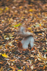 Squirrel in the autumn park