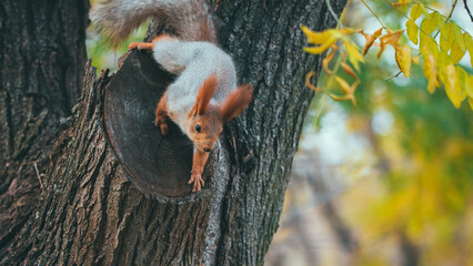 Squirrel in the autumn park
