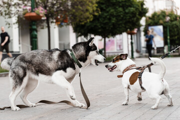 Siberian husky and Jack Russell terrier play on the street. Funny puppy dogs. 2 adorable dogs meet, sniff and playing with each other. - obrazy, fototapety, plakaty