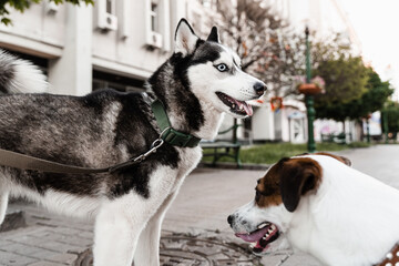 2 adorable dogs meet, sniff and playing with each other. Siberian husky and Jack Russell terrier play on the street. Funny puppy dogs.