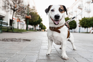 Jack Russell Terrier puppy on the street close-up photo. Active lifestyle of dogs.