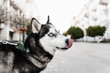 Playful and adorable Siberian Husky puppy outdoors close-up portrait. Husky play on the street. Dogs active lifestyle.