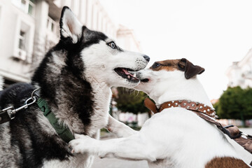 Siberian husky and Jack Russell terrier play on the street. Funny puppy dogs. 2 adorable dogs meet, sniff and playing with each other.