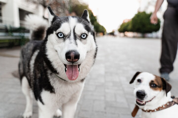Siberian husky and Jack Russell terrier play on the street. Funny puppy dogs. 2 adorable dogs meet, sniff and playing with each other. © Rabizo Anatolii