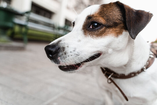 Jack Russell Terrier puppy on the street close-up photo. Active lifestyle of dogs.