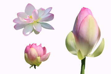 nature flower flowered lotus and bud-