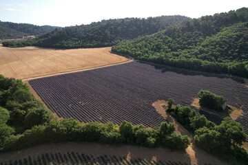paysage agricole entre cultures du blé et de la lavande - Provence France