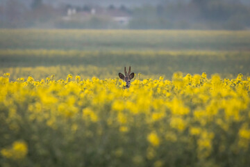 Beautiful deer in a rape field during sunrise