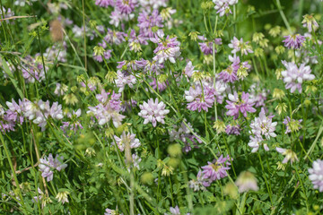 Blooming crownvetch (Securigera varia).