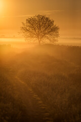 Plakat Single tree in rape field with beautiful and colorful sunrise in background