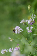 Bumblebee feeds on crownvetch blossom (Securigera varia).