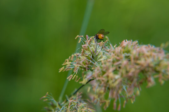 A fly with a yellow belly close-up on blooming wild grass. Suitable for a background image.