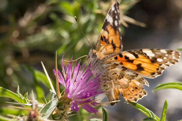 Mariposa vanessa cardui posada en flor centaurea en la Albufera de Gaianes