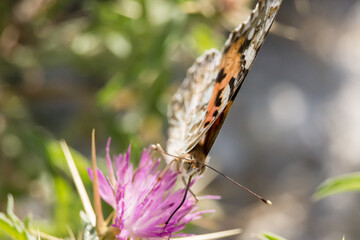 Mariposa vanessa cardui posada en flor centaurea en la Albufera de Gaianes