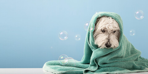 Cute West Highland White Terrier dog after bath. Dog wrapped in towel. Pet grooming concept. Copy...