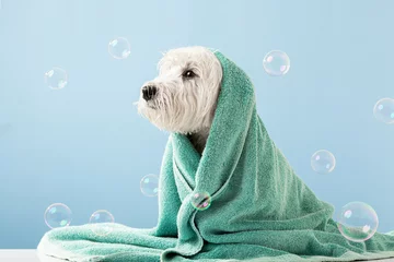  Cute West Highland White Terrier dog after bath. Dog wrapped in towel. Pet grooming concept. Copy Space. Place for text © Alina Zavhorodnii