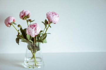 Beautiful pastel pink peonies in vase in minimalistic interior
