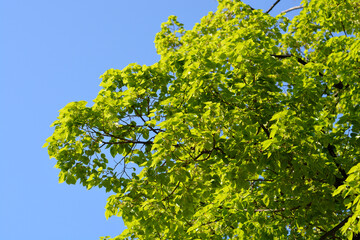 Small-leaved lime
