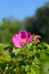 Rugosa rose