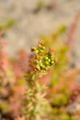 Rock stonecrop Angelina