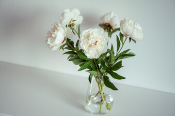 Fototapeta na wymiar White fluffy peonies bouquet in white interior