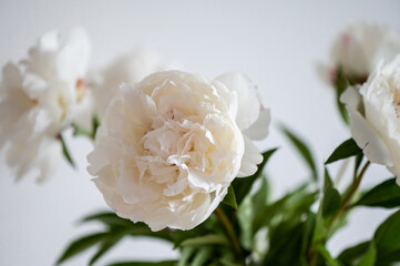 Photo of white fluffy peonies on white background