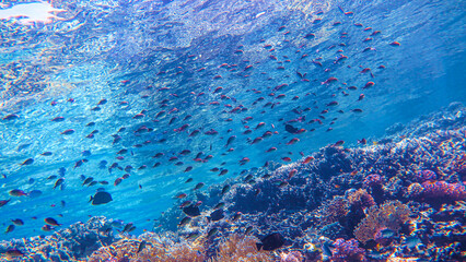 Fototapeta na wymiar School of fish in the red sea, underwater life. Corals and algae in sea water.Concept of tourism, diving, travel, environment, underwater life. High quality photo