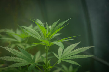 Naklejka na ściany i meble Young Matanuska tundra variety of marijuana flower in greenhouse with fog