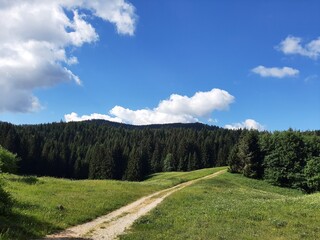 Road to the forest on mountain Igman, landscape with meadows, sky and pine trees, Bosnia and Herzegovina