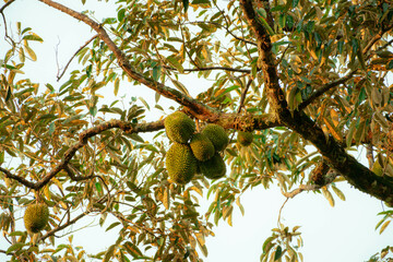 Image of durian fruits on the tree in Melaka, Malaysia © MUAZ JAFFAR