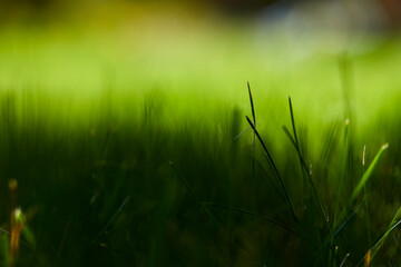 Obraz premium Add to Likebox.Lush green grass on sunny day