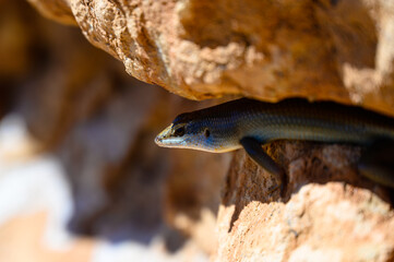 Skink between the rocks in Namibia Africa