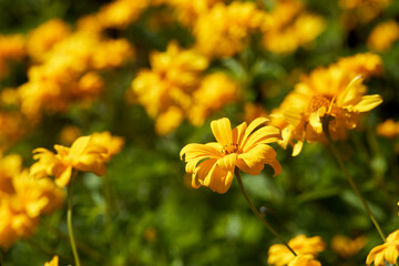 yellow flowers over blue sky