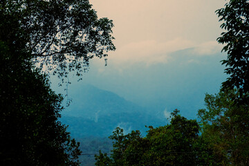 View of lush green view of forest trees scenery at Endau Rompin State Park in Kaula Rompin, Pahang, Malaysia