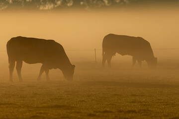 Naklejka premium cows grazing in a field