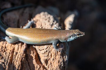 Skink between the rocks in Namibia Africa