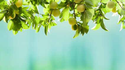 Plums on the plum tree. Yellow plums hanging from branches
